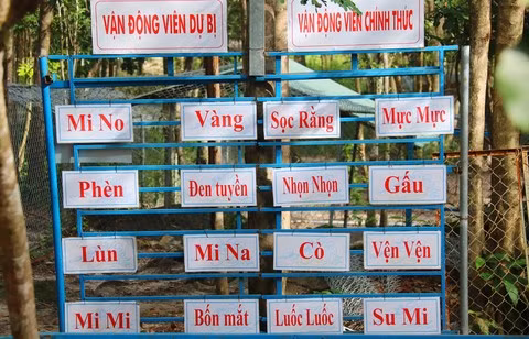 Khu trường đua có 16 vận động viên “khuyển”, trong đó 8 chính thức và 8 dự bị đều được đặt tên.