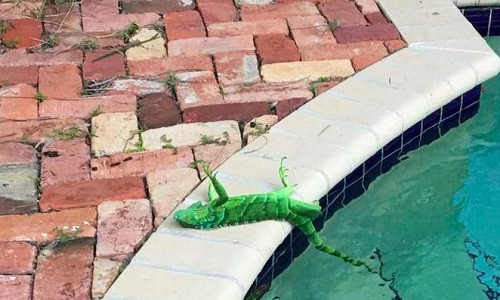 Không giỏi đến mức như cá sấu và ếch gỗ Alaska, nhưng những con cự đà này vẫn xứng đáng được đưa vào danh sách động vật siêu đẳng này. Gần đây, đợt lạnh kỷ lục tràn đến bang Florida, Mỹ khiến loài cự đà sống ở khu vực này đông cứng và rơi từ trên cây xuống như mưa. Nhưng tài tình, con người tưởng chúng đã chết, nhưng sau đó chúng lại sống lại, thậm chí, còn tấn công cả con người.