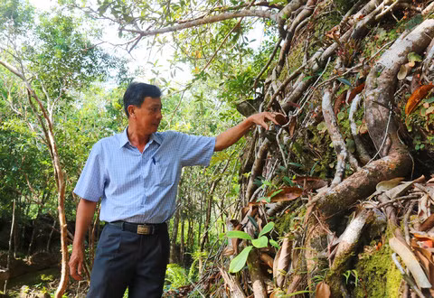 Lúc này, ông Tuấn chọn phương pháp sưu tầm “bí kíp” từ nhiều người chuyên nuôi chó để học nghề. Sau nhiều tháng mày mò nghiên cứu, ông tổ chức trồng nhiều loại giống cây cỏ tự nhiên mà chó Phú Quốc thường dùng để phòng và tự trị bệnh. Hơn thế, ông còn tìm cách khắc chế nạn vô sinh và đúc kết phương pháp nuôi dưỡng trong điều kiện tập trung.