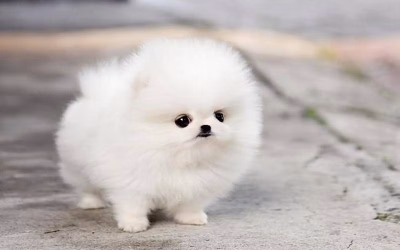 Ngoài vai trò giữ nhà, loài chó còn được xem là người bạn trung thành của con người. Nhưng sau sự trung thành của loài chó, là cả một "bầu trời" lý do đấy. Một nghiên cứu đã phát hiện bằng chứng cho thấy loài động vật này sẽ trung thành với bất kỳ đối tượng nào cho chúng ăn.