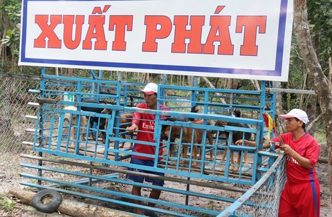 Bắt đầu cuộc đua, các vận động viên “khuyển” xuất phát trên độ cao hơn 1m lao xuống tiếp gọn gàng và chạy một đoạn tiếp tục vượt rào cao 1,2m. Đến địa hình bới đất tìm đường, các chú chó khéo léo lách qua gốc cây ngã, phóng lên nhịp cầu tre, vượt qua những ghềnh đá mấp mô, chui xuống đường hầm rất ngoạn mục, đẹp mắt. Tiếp tục là đoạn đường không chướng ngoại vật, các chú “khuyển” tăng tốc mạnh mẽ để vào đường đua cuối cùng với địa hình vách đá, đường gạch, đường ván… rồi bơi trên hồ nước khi về đích.