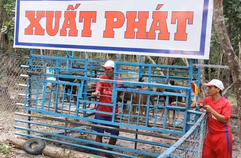 Bắt đầu cuộc đua, các vận động viên “khuyển” xuất phát trên độ cao hơn 1m lao xuống tiếp gọn gàng và chạy một đoạn tiếp tục vượt rào cao 1,2m. Đến địa hình bới đất tìm đường, các chú chó khéo léo lách qua gốc cây ngã, phóng lên nhịp cầu tre, vượt qua những ghềnh đá mấp mô, chui xuống đường hầm rất ngoạn mục, đẹp mắt. Tiếp tục là đoạn đường không chướng ngoại vật, các chú “khuyển” tăng tốc mạnh mẽ để vào đường đua cuối cùng với địa hình vách đá, đường gạch, đường ván… rồi bơi trên hồ nước khi về đích.