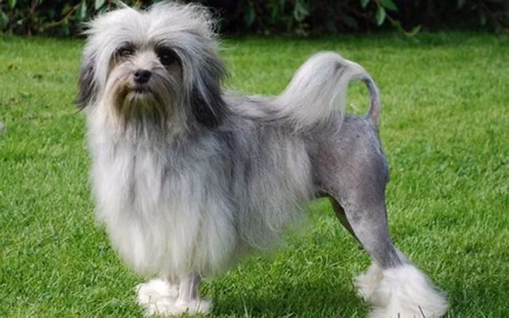 Có tuổi đời hơn chục năm, Lowchen (chó sư tử) được bán với giá 7.000 USD. Đây là một trong những giống chó quý hiếm nhất thế giới. Giống chó này thân thiện, thông minh và có nguồn gốc từ Đức, Bỉ và Pháp.