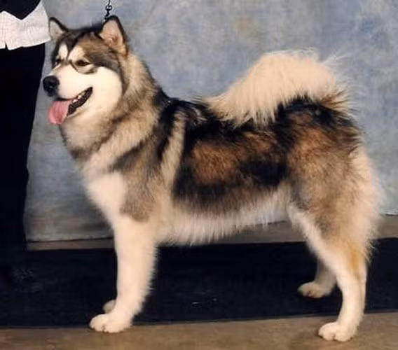 Canadian Eskimo Dog (chó kéo xe Canada) có giá 6.000 USD. Đây là loài chó thuần chủng lâu đời nhất ở Bắc Mỹ. Nó có ngoại hình gần giống với chó sói Mỹ nhưng đuôi cong và ngắn hơn. Nó rất thông minh, dũng cảm và trung thành.