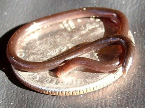 Leptotyphlops Carlae là loài rắn được phát hiện trên đảo Barbados trong khu vực Caribe, còn được gọi là rắn chỉ Barbados. Người phát hiện ra loài rắn này là nhà sinh vật học S. Blair Hedges thuộc Đại học bang Pennsylvania và hậu tố Carlae chính là tên vợ ông. Được biết, Hedges công bố đã tìm thấy chú rắn vào tháng 8/2008.