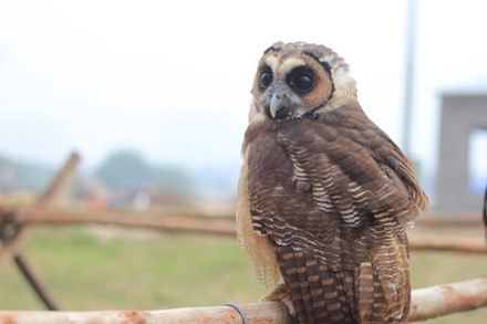 Một chú chim Cú mèo. Loại Cú mèo này thường nặng khoảng 3kg với bộ lông rất đẹp cùng đôi mắt nhìn cực tinh vào ban đêm. Theo nhiều người chơi chim giá trị chim phụ thuộc vào hình dáng, kích thước và kỹ năng săn mồi của từng con.