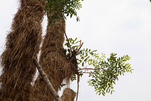 Ảnh nhiều thân cây đã bắt đầu đâm chồi, ra lá mới.