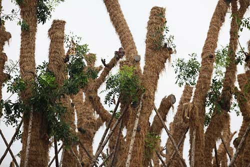 Hơn 100 cây xanh, trong đó có 34 cây xà cừ cổ thụ Kim Mã đã được di dời về vườn ươm tại xã Đa Tốn (Gia Lâm, Hà Nội). Tại đây các chuyên gia của công ty Beepro (đơn vị thực hiện việc di dời và chăm sóc cây xanh trên phố Kim Mã) đã sử dụng những phương pháp thảo dược truyền thống gồm nhiều bài thuốc quý kết hợp cùng sự tiến bộ của kỹ thuật vi sinh và hoá chất để giúp cây sinh trưởng, phát triển nhanh. Tuy nhiên đại diện Beepro không tiết lộ thảo dược cụ thể là những chất gì vì đó là bí quyết riêng. Với phương pháp chăm sóc cây đặc biệt bằng thảo dược và các bài thuốc quý, tỉ lệ cây sống sót sau khi di dời lên tới 100%.