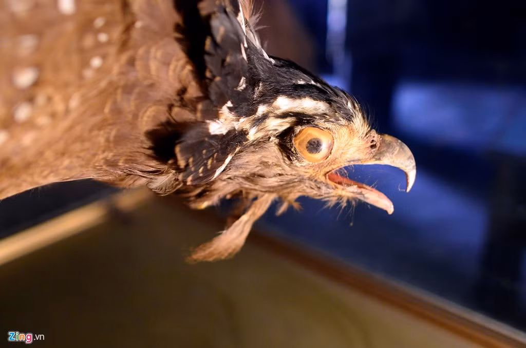 Theo sử sách ghi lại, đình làng Nhân Mỹ thờ 4 vị thần hoàng là Lý Bí, Công chúa tiên nữ Phương Dung, Quốc vương Lý Thiên Bảo, Đại tướng Đỗ Tam Lang. Đình bắt đầu xây dựng khi Lý Bí qua đời năm 548 nhằm tưởng nhớ công lao dựng nước của ông. Để không làm ảnh hưởng đến sự tôn nghiêm nơi thờ tự của tứ vị thành hoàng, người dân làng Nhân Mỹ đã đặt thi hài “cụ” chim ó sang vị trí khác nằm ở gian bên phải, cách xa chánh điện. “Cụ” chim ó cũng không được đặt bát hương thờ tự trong đình mà việc nhang khói phải ở địa điểm khác là miếu thờ vọng cây bồ đề, nơi gốc đề “cụ” từng sinh sống.