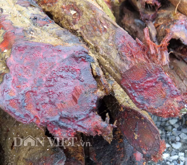 “Thần dược” cỏ máu là một loại cây leo, khi chặt xuống nó tiết ra nhựa màu đỏ như máu.