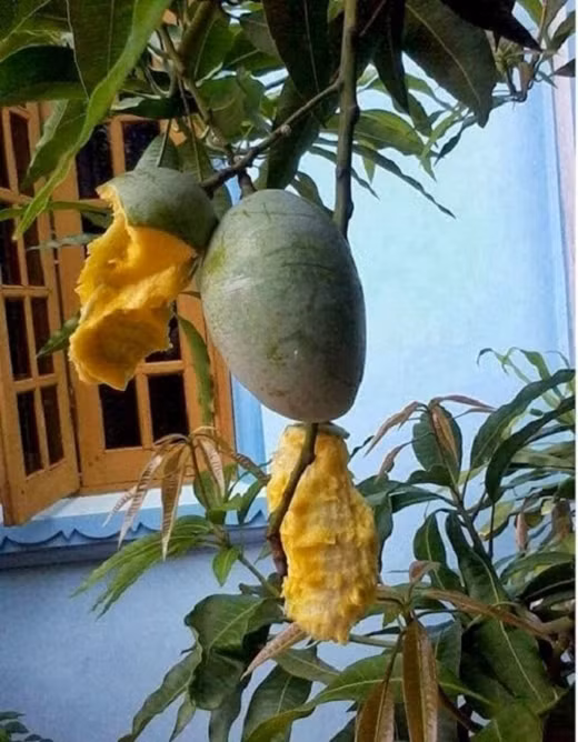 Bật cười với hình ảnh trộm xoài siêu lười biếng. Nguồn ảnh: FB.