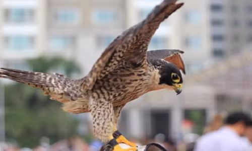 Để huấn luyện được các loại chim như đại bàng, chim ưng, diều hâu, chim cú mèo…phải tốn rất nhiều công sức. Thông thường các tay huấn luyện, người chơi chim phải mất ít nhất 3-6 tháng mới làm quen được chim. Ảnh những con Đại bàng vàng Mông Cổ sang, quý hiếm. Thông thường chúng sẽ được đội mũ để tránh bị hoảng.