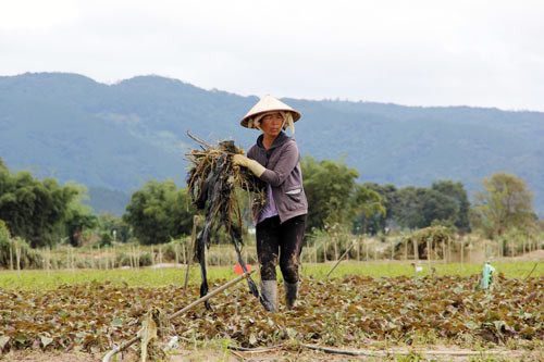Nước lũ về quá nhanh nên nhiều hộ dân không kịp xoay xở, nhiều diện tích nhà kính, nhà lưới cũng bị nước lũ cuốn trôi, chịu thiệt hại nặng nề nhất là các hộ dân sinh sống ven sông Đa Nhim phía hạ nguồn đập thủy điện Đa Nhim. Nhẩm tính thiệt hại sau khi nước lũ rút, anh Đinh Văn Lễ (thôn Nam Hiệp 1, xã Ka Đô) xót xa cho biết: "Hơn 3.000m² nhà lồng trồng rau của gia đình tôi bị nước cuốn, giờ làm mới lại cũng mất khoảng 100 triệu đồng. Tính cả số rau đang trồng phía trong và khu vườn bên cạnh tổng thiệt hại cũng hơn 300 triệu đồng. Để khôi phục lại sản xuất như trước đợt lũ lụt phải mất ít nhất một tháng nữa". Ảnh người dân dọn dẹp rác trên những vườn rau để tái sản xuất.
