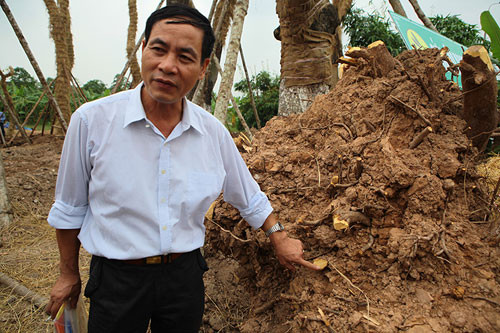 Theo ông Trần Nam Mừng, với tiến độ phục hồi nhanh chóng, chỉ từ 2 tới 3 tháng nữa cây sẽ bắt đầu cho ra tán và phát triển tốt.