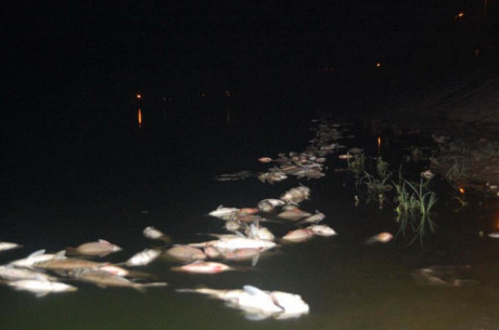 Ngày 1/11, tại buổi giao ban báo chí của Ban Tuyên giáo Thành ủy Hà Nội, ông Lê Văn Dục, Giám đốc Sở Xây dựng Hà Nội, đã thông tin chính thức đến báo giới về vụ cá chết ở hồ Linh Đàm (Hoàng Mai, Hà Nội) gây xôn xao dư luận thời gian qua.