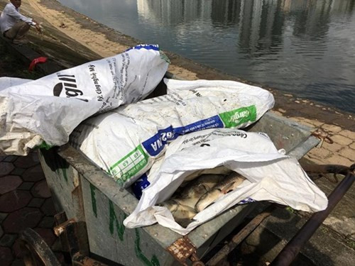 Sở Xây dựng Hà Nội khẳng định cá chết tại hồ Linh Đàm thời gian vừa qua là do thời tiết mưa nắng thất thường.