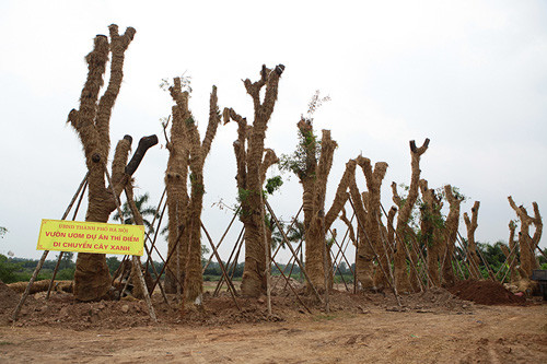 Hơn 100 cây xanh này sau một năm ươm trồng và chăm sóc sẽ được trả lại cho UBND TP Hà Nội để tiếp tục tái sử dụng tại những tuyến phố mới.