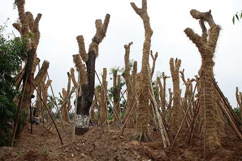 Ngày 8/11, những cây xanh cuối cùng trên đường Kim Mã đã được di dời thành công, trả mặt bằng cho đơn vị thi công trình đường sắt đô thị tuyến Nhổn - Ga Hà Nội. Ảnh hơn 100 cây cổ thụ trên đường Kim Mã được di dời thành công về vườn ươm tại xã Đa Tốn (Gia Lâm, Hà Nội).