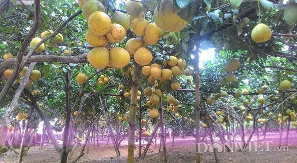 Cả vườn bưởi hơn 130 cây sai trĩu quả đều đã "có chủ".