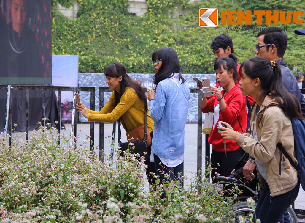 Nhiều bạn trẻ tranh thủ "săn" ảnh tam giác mạch.