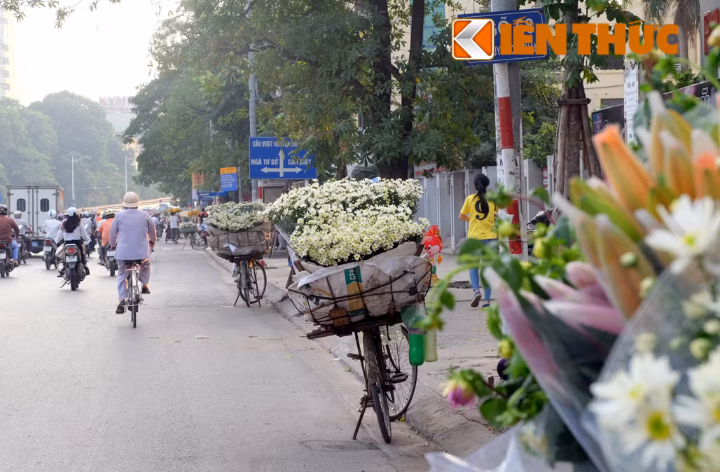 Đường Nguyễn Chí Thanh được mệnh danh là "đại bản doanh" của các hàng hoa cúc họa mi.