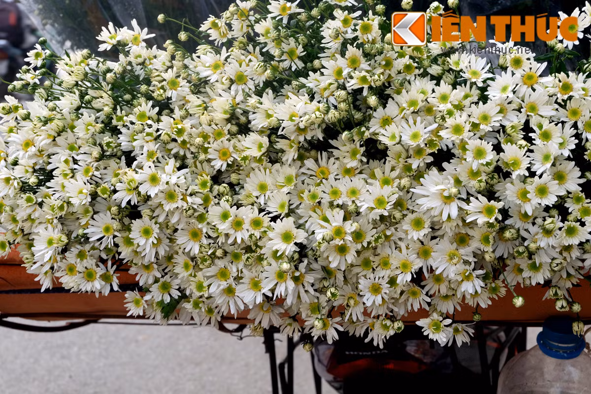 Không rực rỡ như hoa hồng, hoa phong lữ thảo... cúc họa mi nhỏ bé, màu trắng mộc mạc, tinh khôi nhưng cũng đủ làm lòng người say đắm.