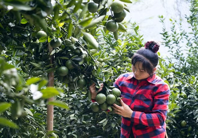 Vườn cam 6 năm tuổi của gia định chị Trần Thị Tuyết ở thôn Lăng Đán, xã Phù Lưu (Hàm Yên) dự kiến cho thu hoạch 80 tấn. Với mức giá hiện nay, chị Tuyết có thu nhập 700 triệu đồng từ cam.