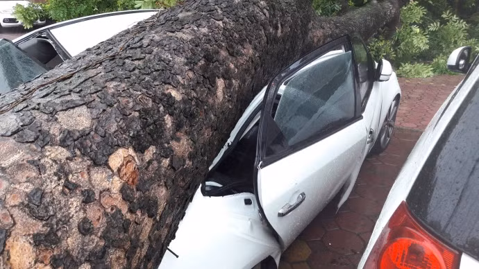 Không ít lần người đi đường hoặc phương tiện giao thông bị cây xanh bất ngờ đổ trúng. Do ảnh hưởng của bão số 3 hồi tháng 8 vừa qua, mưa lớn cộng gió to khiến nhiều cây bị bật gốc, trong đó có cây xà cừ cổ thụ đổ và đè bẹp chiếc ô tô đỗ ven đường. Nguồn ảnh: Giao thông.