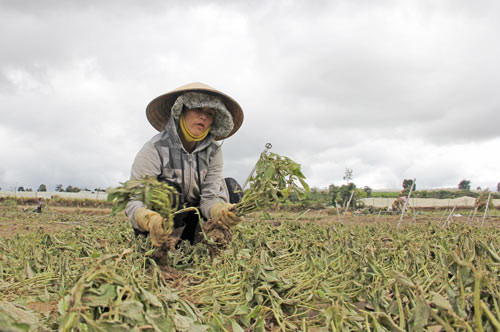 Ông Đinh Ngọc Hùng, Chủ tịch UBND huyện Đơn Dương, cho biết, qua thống kê nhanh, trận lũ lụt vừa qua toàn huyện bị mất trắng 739ha rau, tương đương hơn 36,1 tỉ đồng. Ngoài ra, hơn 4ha nhà lưới bị cuốn trôi, nhiều công trình thủy lợi và nhà dân cũng bị hư hỏng nặng, đồng thời cuốn trôi hai cây cầu bê tông bắc qua sông Đa Nhim khiến cho việc đi lại của người dân vô cùng khó khăn. UBND huyện Đơn Dương vẫn đang tiếp tục thống kê thiệt hại của người dân để có chính sách hỗ trợ phù hợp sau trận lũ lụt vừa qua. Ảnh chị Bùi Thị Thu Tâm (thôn Tân Lập, xã Lạc Lâm) nhổ bỏ số rau bị mất trắng, sau đợt lũ vừa qua gia đình chị bị thiệt hại hơn 100 triệu đồng.