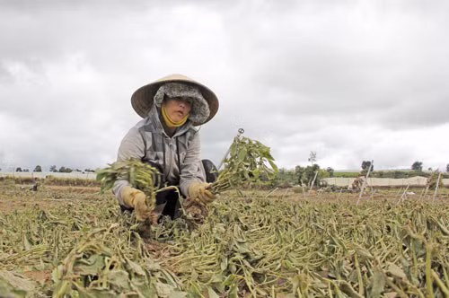 Ông Đinh Ngọc Hùng, Chủ tịch UBND huyện Đơn Dương, cho biết, qua thống kê nhanh, trận lũ lụt vừa qua toàn huyện bị mất trắng 739ha rau, tương đương hơn 36,1 tỉ đồng. Ngoài ra, hơn 4ha nhà lưới bị cuốn trôi, nhiều công trình thủy lợi và nhà dân cũng bị hư hỏng nặng, đồng thời cuốn trôi hai cây cầu bê tông bắc qua sông Đa Nhim khiến cho việc đi lại của người dân vô cùng khó khăn. UBND huyện Đơn Dương vẫn đang tiếp tục thống kê thiệt hại của người dân để có chính sách hỗ trợ phù hợp sau trận lũ lụt vừa qua. Ảnh chị Bùi Thị Thu Tâm (thôn Tân Lập, xã Lạc Lâm) nhổ bỏ số rau bị mất trắng, sau đợt lũ vừa qua gia đình chị bị thiệt hại hơn 100 triệu đồng.