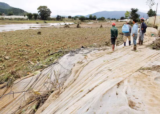 Hơn 3.000m² nhà lồng cùng toàn bộ số rau chuẩn bị cho thu hoạch của gia đình anh Đinh Văn Lễ (thôn Nam Hiệp 1, xã Ka Đô) bị nước lũ quét sạch. Anh Nguyễn Văn Cảnh (thôn Tân Lập, xã Lạc Lâm) cho biết, gia đình tôi bị nước cuốn trôi khoảng 7.000m² diện tích các loại rau tía tô, kinh giới, ước tính thiệt hại khoảng 110 triệu đồng. Còn khu vườn của gia đình ông Việt nằm kế bên mặc dù cao hơn cả mét nhưng vẫn bị nước lũ làm thiệt hại toàn bộ 6 sào (6.000m²) trồng bắp cải chuẩn bị cho thu hoạch, thiệt hại khoảng 200 triệu đồng.