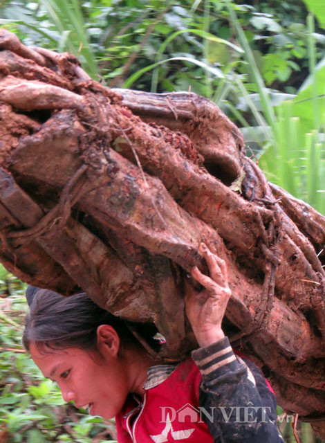 Để có một vác cỏ máu nặng khoảng 50kg như thế này, bà con phải mất cả ngày luồn rừng nhưng chỉ kiếm được hơn trăm ngàn.