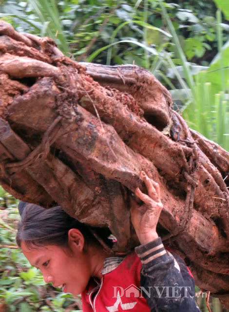 Để có một vác cỏ máu nặng khoảng 50kg như thế này, bà con phải mất cả ngày luồn rừng nhưng chỉ kiếm được hơn trăm ngàn.