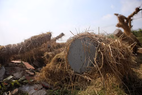 Lý giải về việc thay đổi địa điểm vườn ươm từ Văn Giang (Hưng Yên) về xã Đa Tốn (Gia Lâm, Hà Nội), ông Mừng cho biết: "Qua quá trình khảo sát, chúng tôi nhận thấy vườn ươm tại xã Văn Giang có thảm thực vật mỏng, mật độ vi sinh trong đất kém và độ pH cao, không phù hợp để chăm sóc cây. Do đó chúng tôi quyết định di dời cây Kim Mã về xã Đa Tốn, nơi trước đây từng là vườn táo nay được phá bỏ để làm vườn ươm cây Kim Mã. Một vườn cây đang phát triển tốt, có nghĩa là nơi đó mật độ vi sinh và độ pH phù hợp cho việc phục hồi của rễ cây." Ảnh ại nhiều vị trí đầu cành, cắt tán được bịt bằng xi măng cùng nhiều loại thuốc đặc biệt giúp cây phát triển tốt , tránh nấm mối.
