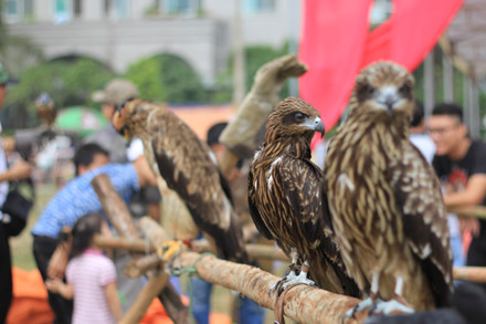 Theo anh Trần Quang Anh (Thường Tín-Hà Nội): “Thú chơi chim săn mồi cũng thu hút khá nhiều người mê chim. Nhiều loại chim quý được mua từ nước ngoài. Khả năng chinh phục con mồi của nó nhanh như cắt. Nhiều dòng chim bay lượn trên không rất đẹp. Trong một cuộc thi chim săn mồi thường diễn ra các phần thi như gọi chim về tay, kỹ năng bắt mồi trên không, kỹ năng bắt mồi dưới đất, trình diễn bay lượn…”