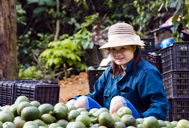 Từ khi xây dựng thương hiệu (năm 2007) cây cam ở Hàm Yên đã trở thành cây làm giàu của người dân nơi đây.