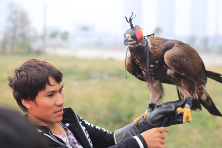 Vài năm trở lại đây thú chơi chim săn mồi đang trở nên hấp dẫn với nhiều người khắp các khu vực. Các loài chim này mê hoặc người chơi bởi sự dũng mãnh, uy quyền như những sát thủ không trung chinh phục bầu trời. Sáng 6/11, tại Hà Nội, Câu lạc bộ huấn luyện chim săn mồi đã tổ chức Cuộc thi huấn luyện chim săn mồi quy tụ hơn 100 đầu chim tham gia cuộc thi. Ảnh chim Đại bàng Vàng Mông Cổ. Loại chim này có cân nặng tầm khoảng 3-5kg. Sải cánh dài tới hơn 1m. Những chú chim này có giá khoảng hơn 200 triệu đồng.