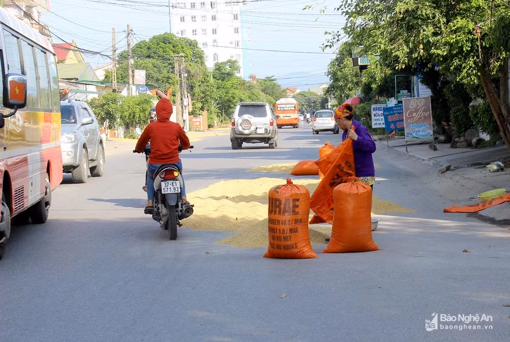 Ông Nguyễn Phúc Trang - Phó Chủ tịch UBND phường Hưng Dũng cho biết: Quan điểm nhất quán của phường là không cho phép bà con phơi lúa trên đường phố. Đối với những hộ lấn chiếm lòng lề đường, vỉa hè phơi lúa, trước mắt chúng tôi sẽ có hình thức nhắc nhở kịp thời. Ảnh: Q.A
