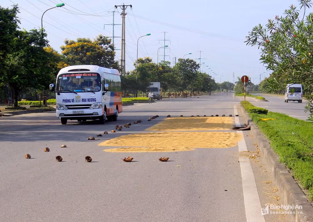 Tuyến đê - đường du lịch ven sông Lam ở xã Hưng Hòa (TP. Vinh) cũng không ngoại lệ, người dân ngang nhiên phơi lúa chiếm nửa lối đi. Ảnh: Q.A