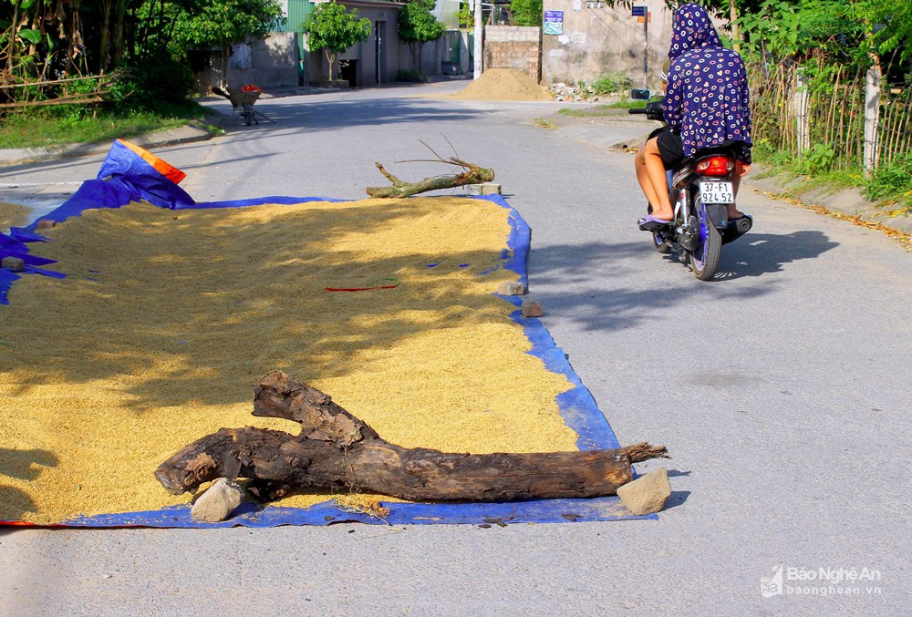Không chỉ phơi lúa, người dân trên tuyến đường Phan Công Tích (TP. Vinh) còn để những vật cản đánh dấu điểm phơi; nếu người đi đường không để ý quan sát rất dễ gây tai nạn. Ảnh: Q.A