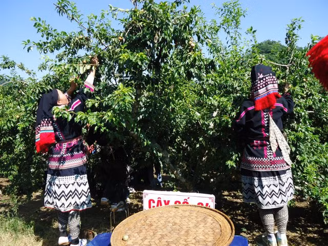 Son La: Xem gai Mong thi hai man tai Moc Chau-Hinh-3