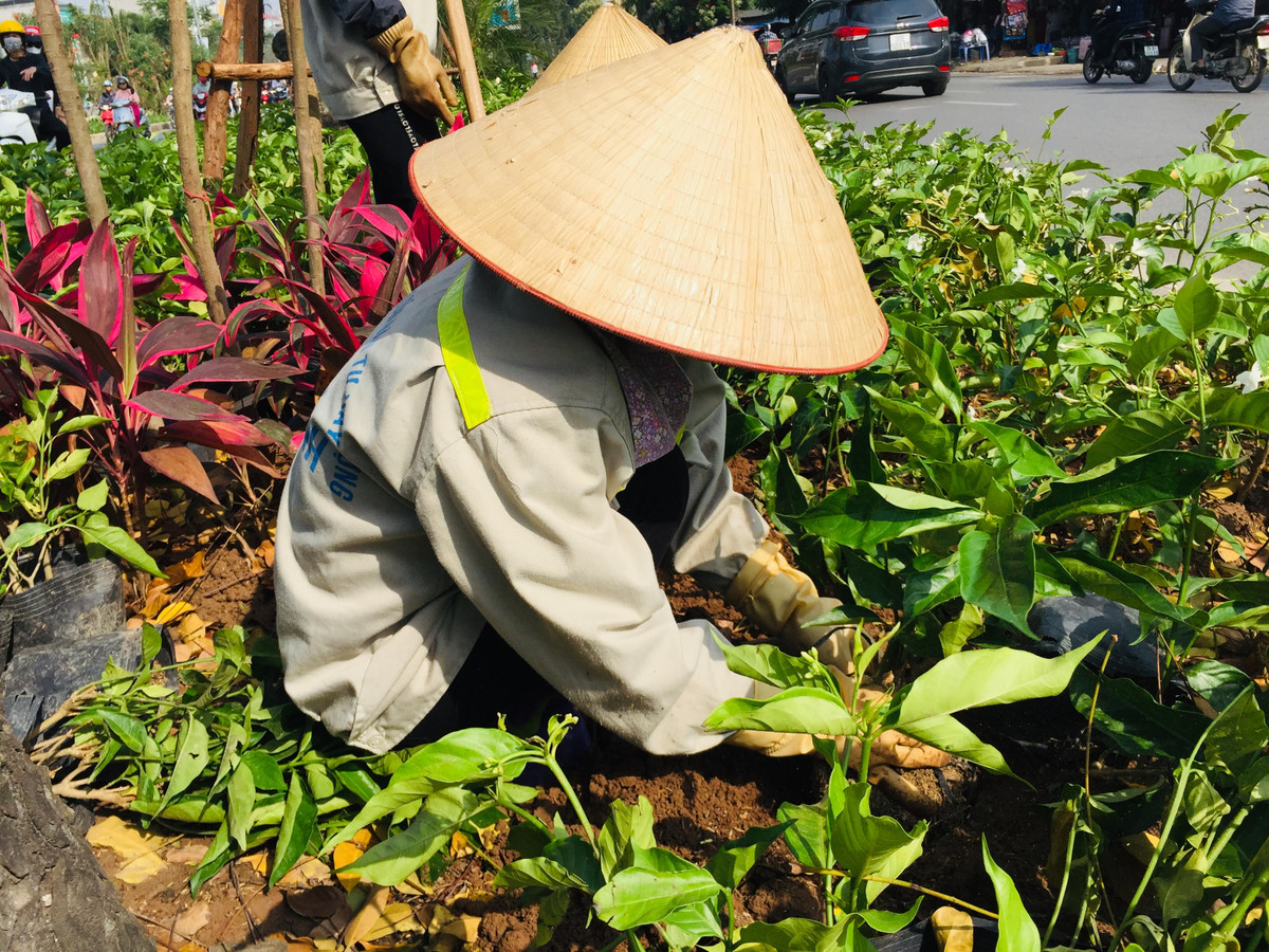 Các cô kể: “Cô làm từ giờ đến 11 rưỡi cơ, trời mát làm còn đỡ chứ nắng như này mệt lắm, nhiều lúc say nắng chỉ dám nghỉ một chút xong phải làm tiếp luôn cho kịp tiến độ”.