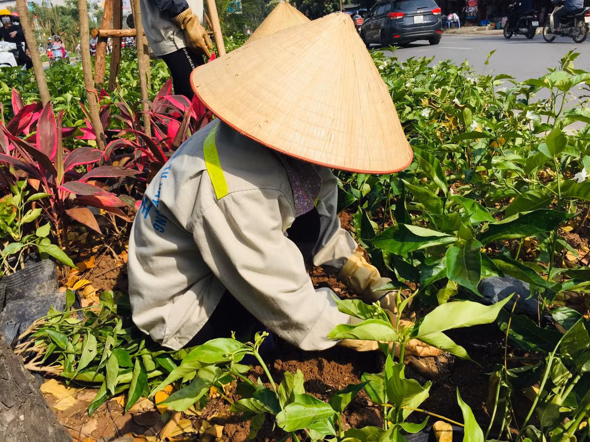 Các cô kể: “Cô làm từ giờ đến 11 rưỡi cơ, trời mát làm còn đỡ chứ nắng như này mệt lắm, nhiều lúc say nắng chỉ dám nghỉ một chút xong phải làm tiếp luôn cho kịp tiến độ”.