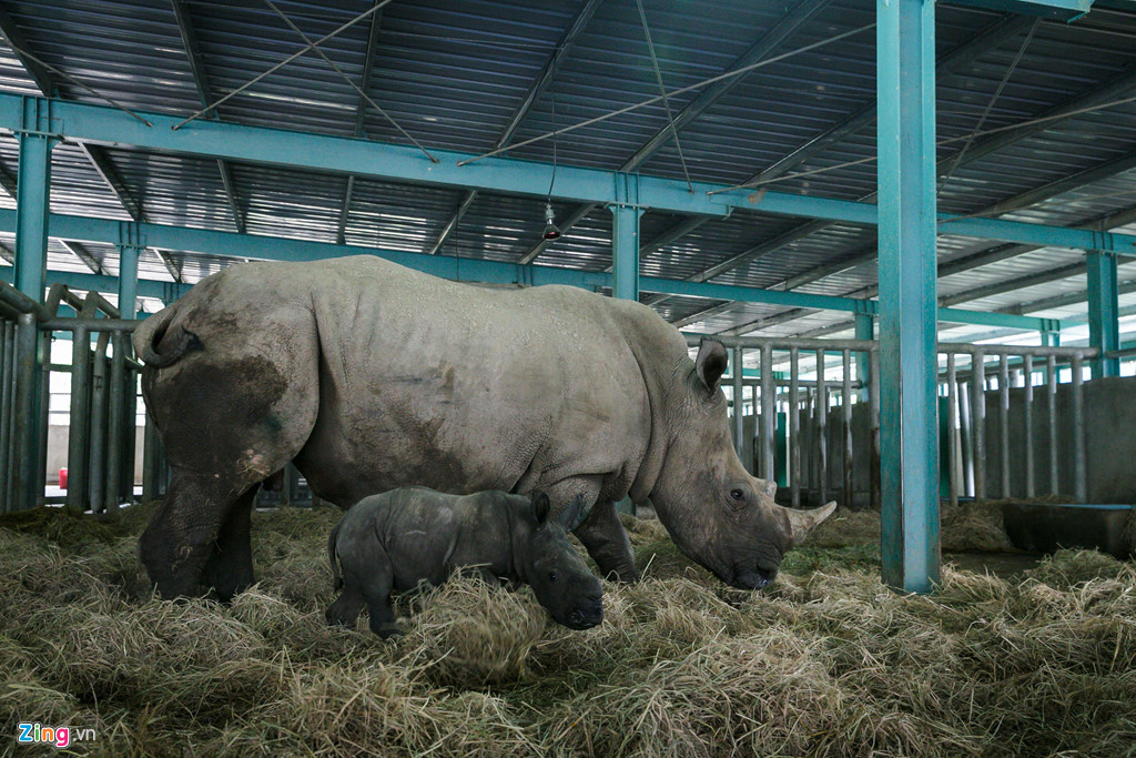 Ngày 20/4, tê giác trắng mẹ có những biểu hiện chuyển dạ. Mọi hoạt động của tê giác mang thai được các chuyên viên chăm sóc quan sát, ghi chép tỉ mỉ. 22h30, chú tê giác con thứ 2 của vườn thú Vinpearl Safari đã cất tiếng kêu đầu tiên.