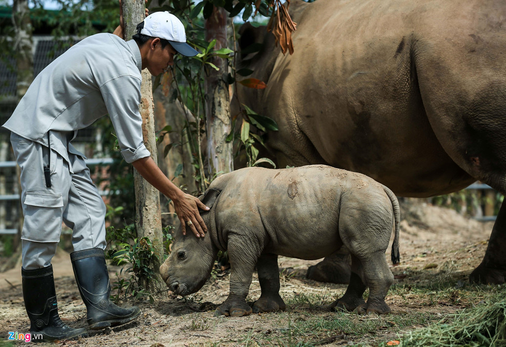 Chú tê giác con chào đời ngày 3/4 hiện có sức khỏe tốt và phát triển ổn định. Sau vài tuần, tê giác non đã cứng cáp, được rời chuồng nuôi nhốt, chuyển ra khu vực sinh cảnh tự nhiên bên ngoài.