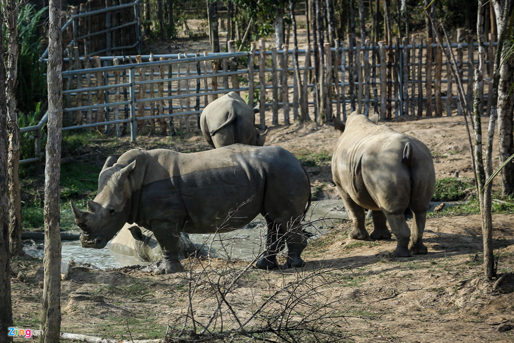 Công viên, vườn thú Vinpearl Safari Phú Quốc hiện là nơi sinh sống của 7 cá thể tê giác trắng châu Phi (White Rhinoceros) trưởng thành và 2 cá thể tê giác trắng con mới chào đời trong tháng 4.
