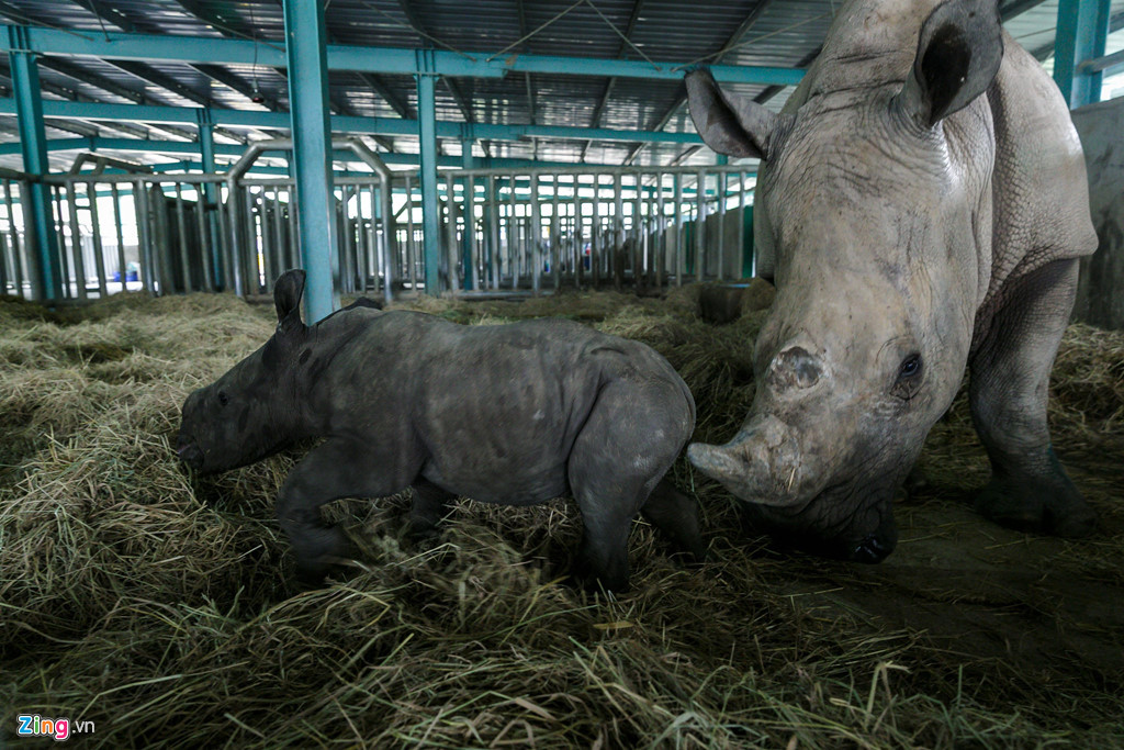 Tê giác là loài vật đặc biệt cảnh giác khi có sự xuất hiện của người lạ. Chúng chỉ tỏ ra thân mật với các chuyên viên của vườn thú Vinpearl Safari. Khi có người cố gắng tiếp xúc với con vật, lập tức tê giác mẹ trở nên cảnh giác và đặt con lên phía trước đầu để dễ quan sát, bảo vệ.