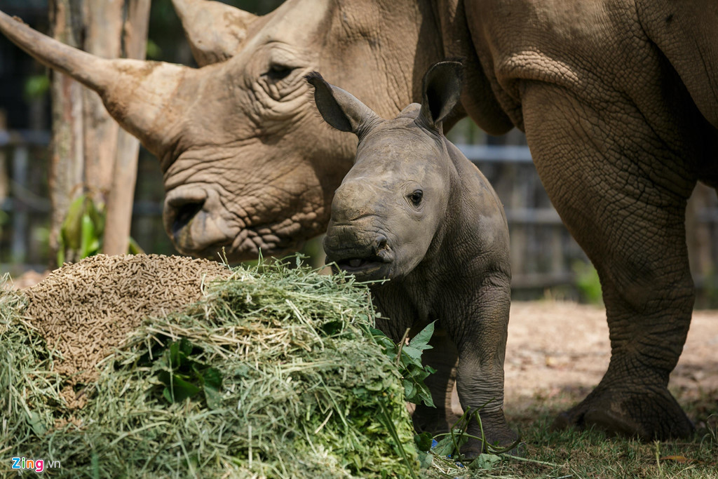 Trước đó, ngày 3/4, chú tê giác sơ sinh đầu tiên vủa vườn thú đã ra đời. Chú tê giác con này cũng là con của một cặp bố mẹ tê giác trắng châu Phi (White Rhinoceros).