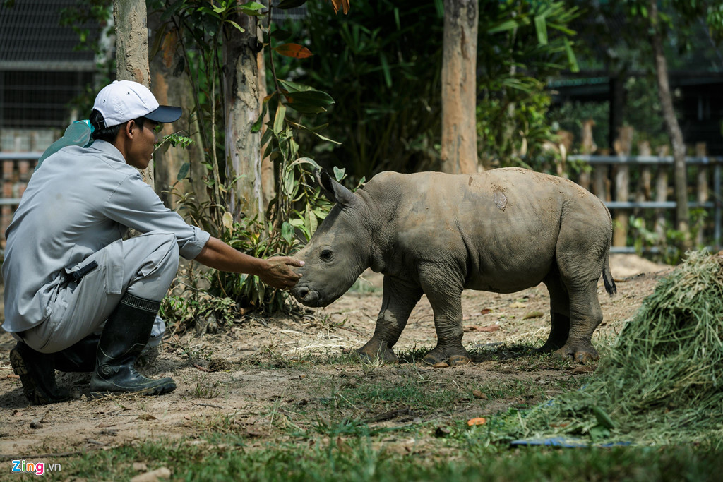 Ngắm nhìn chú tê giác hiếu động, vui vẻ, đội ngũ chăm sóc tê giác ai cũng hạnh phúc, tự hào bởi công sức, tâm huyết đã bỏ ra trong suốt quá trình đã thu về thành quả.