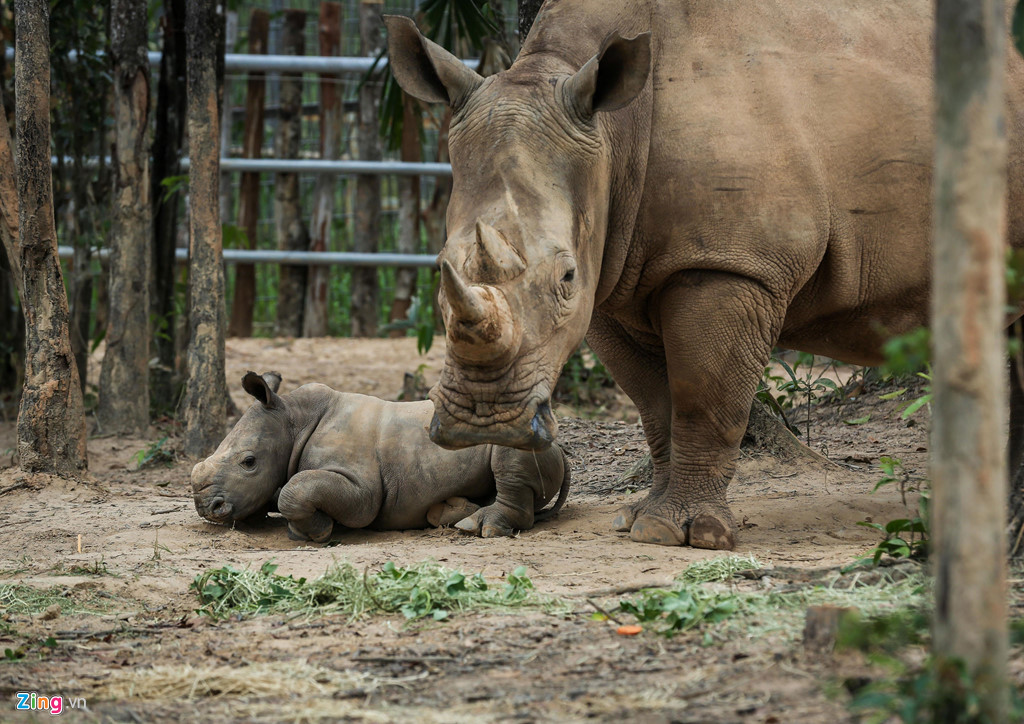 Các bác sĩ thú ý, chuyên viên chăm sóc của Vinpearl Safari Phú Quốc đánh giá việc ra đời của em bé tê giác này khá thuận lợi khi cất tiếng kêu chào đời chỉ sau 30 phút từ khi tê giác mẹ chuyển dạ.